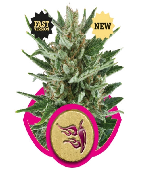 Speedy Chile Fast Version Cannabis Seeds
