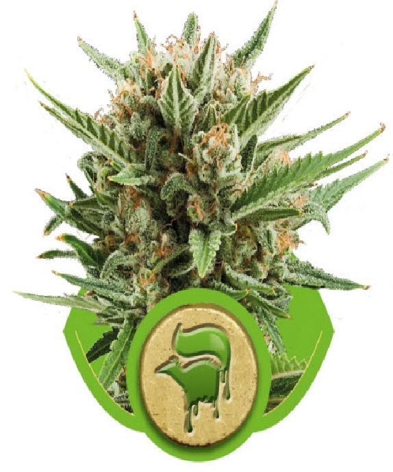 Sweet Skunk Auto Cannabis Seeds