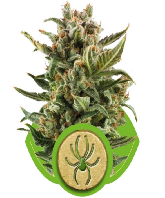 White Widow Auto (Royal Queen Seeds) Cannabis Seeds