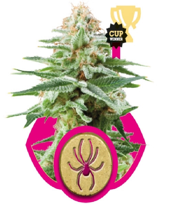 White Widow (Royal Queen Seeds) Cannabis Seeds