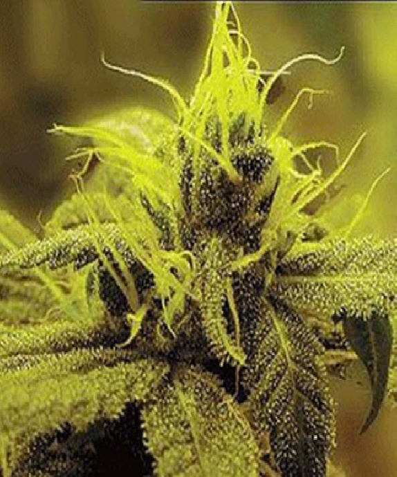 A1 Haze Cannabis Seeds