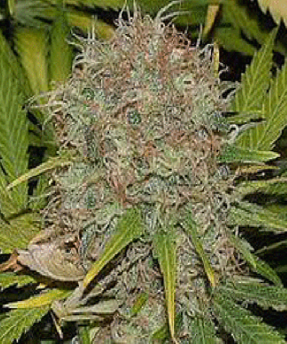 AK48 Cannabis Seeds