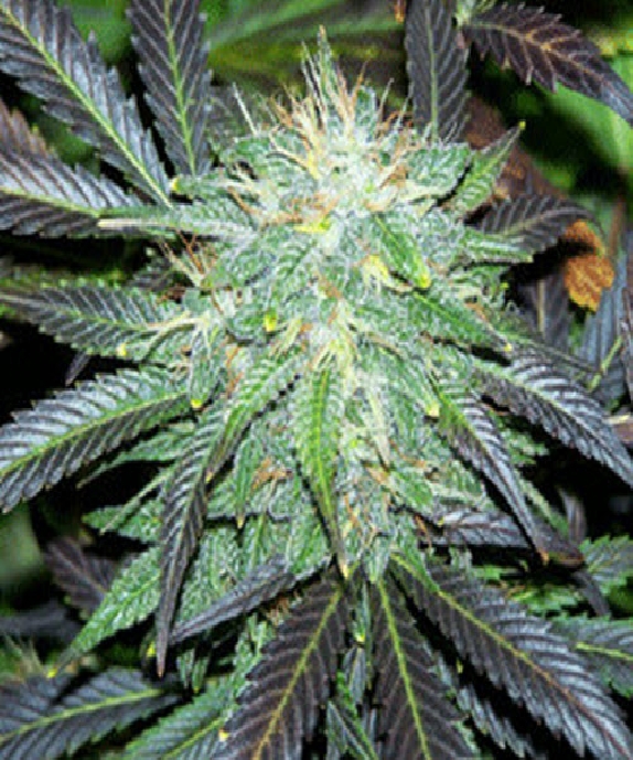 Black Buddha Cannabis Seeds