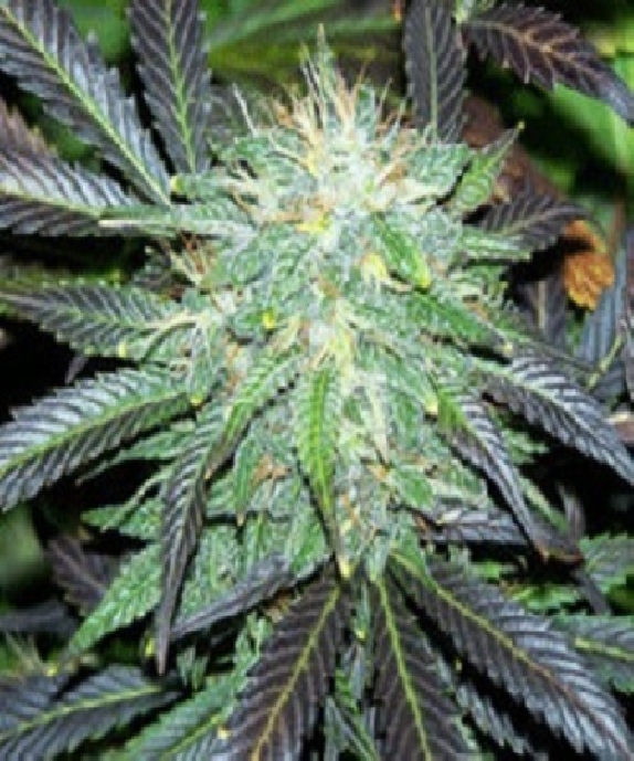Black Domina Cannabis Seeds