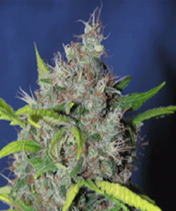 Blueberry Bud Cannabis Seeds