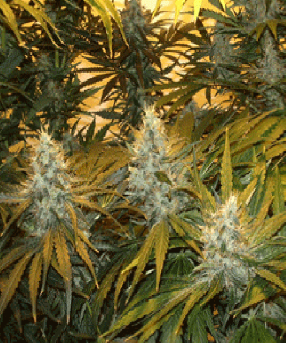 Chunky Skunk Cannabis Seeds