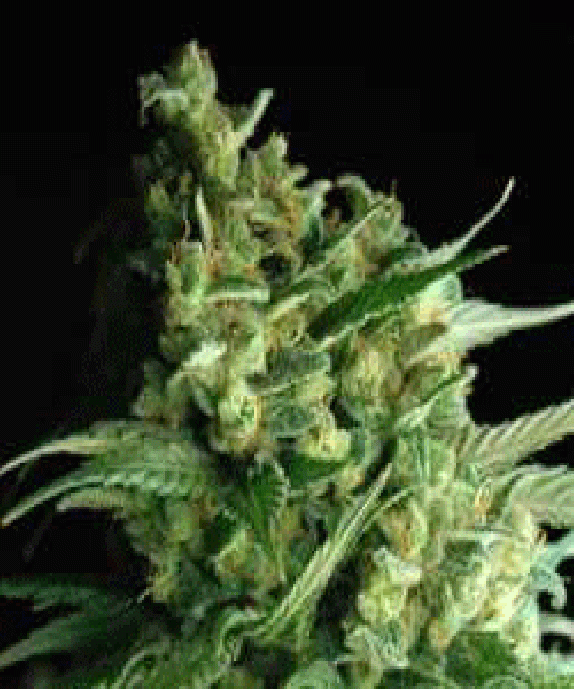 Double Bubbleberry Cannabis Seeds