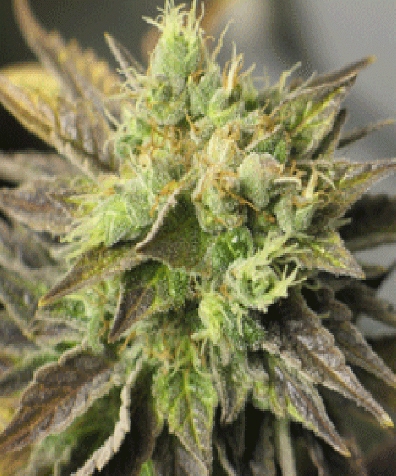 Double Diesel Ryder Cannabis Seeds