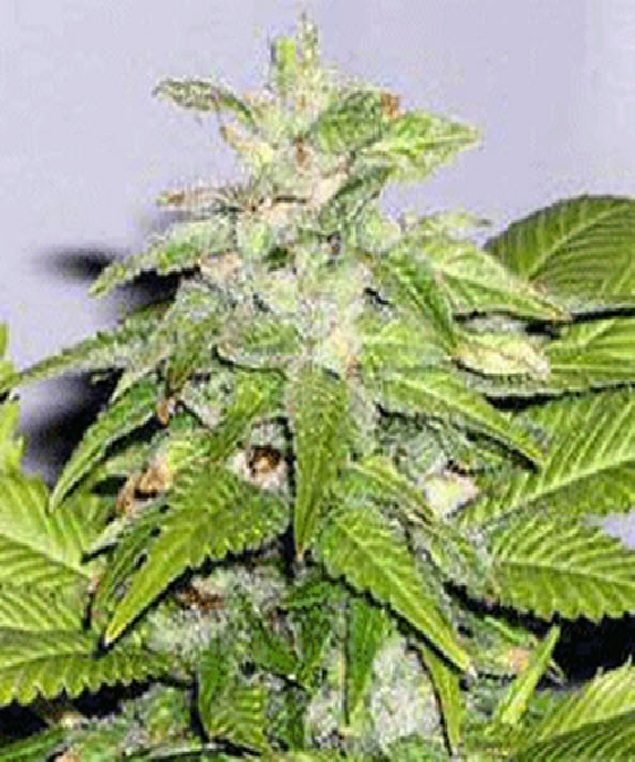 Early Bird Skunk Cannabis Seeds