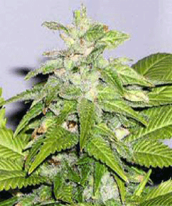 Early Riser Cannabis Seeds