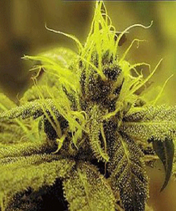 Honolulu Haze Cannabis Seeds
