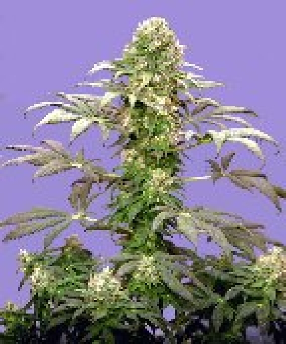 Matanuska Tundra Cannabis Seeds