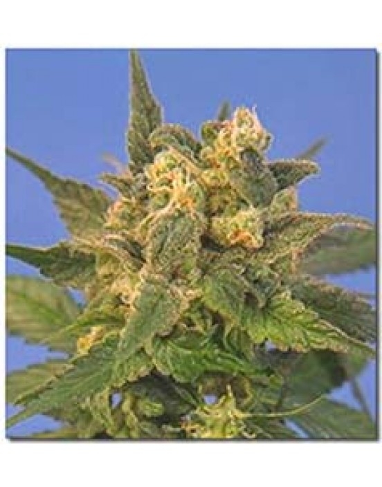 Midnite Blue Cannabis Seeds