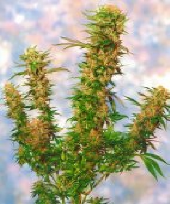 Mangolian Indica Cannabis Seeds
