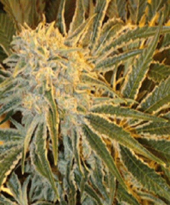 Northern Lights #9 Cannabis Seeds
