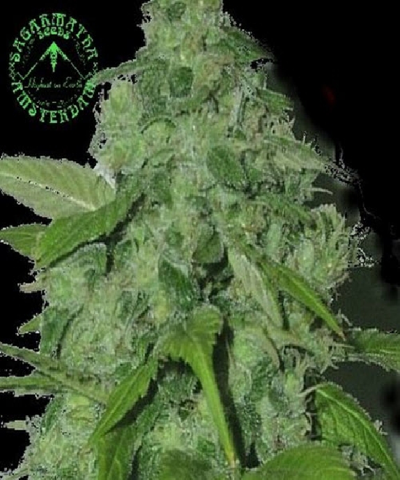Peak 19 Cannabis Seeds