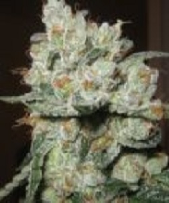 Santa Cruz Kush Cannabis Seeds