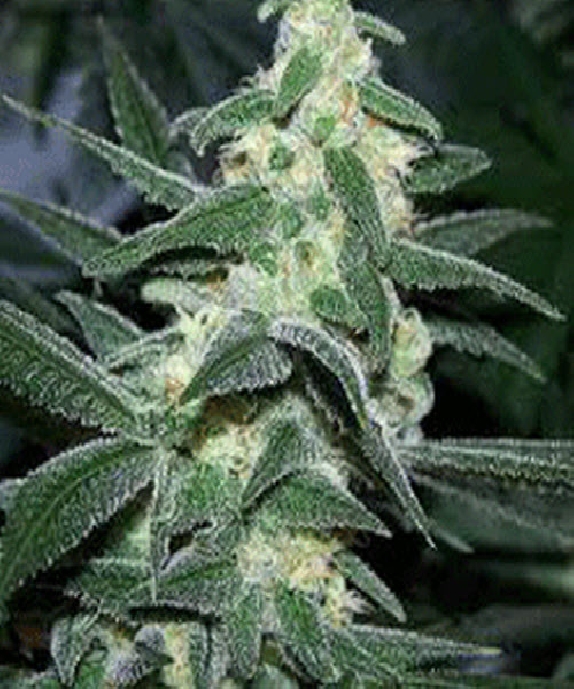 Silver Bullet Cannabis Seeds