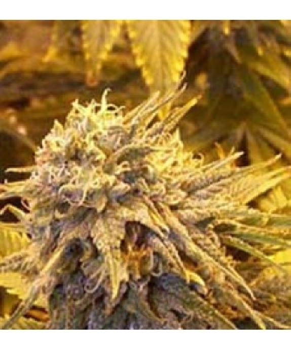 Silver Shadow Haze Cannabis Seeds