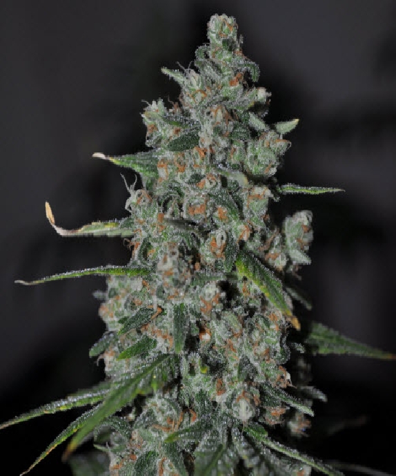 Skunk Wreck Cannabis Seeds