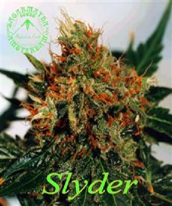 Slyder Cannabis Seeds