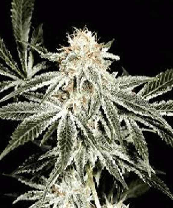 Solo Ryder Cannabis Seeds