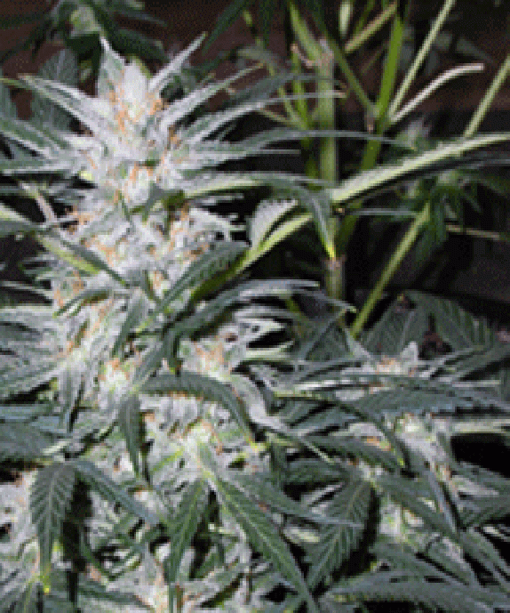 Star Ryder Cannabis Seeds