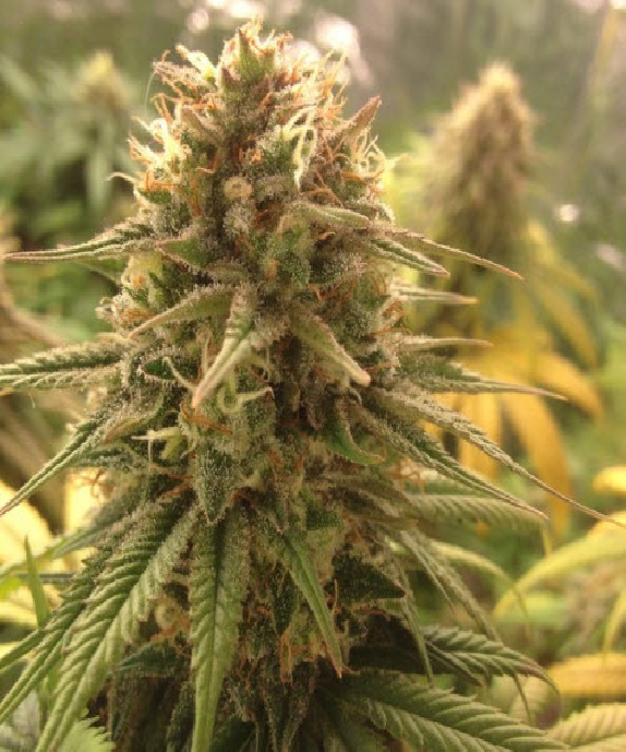 Strawberry D-Lite Cannabis Seeds