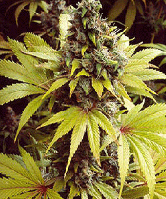 Strawberry Fields Cannabis Seeds