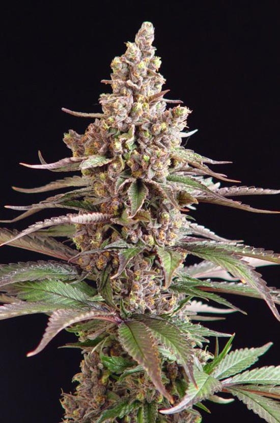 Stuporsonic Cannabis Seeds