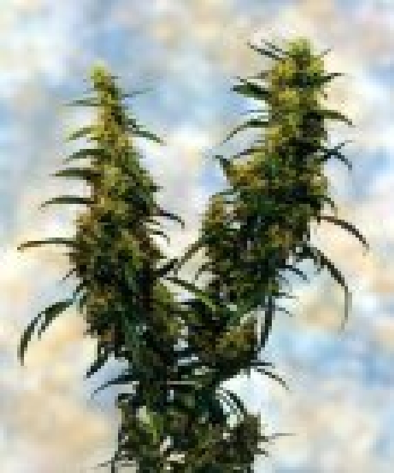 Western Winds Cannabis Seeds