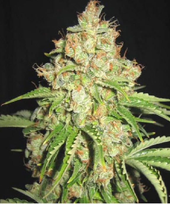 White Russian Feminised Cannabis Seeds