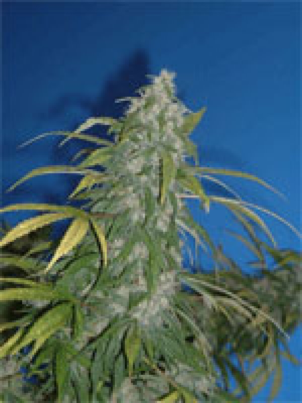 Wonderberry Cannabis Seeds