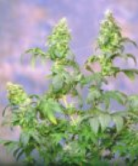 Yumbolt Cannabis Seeds