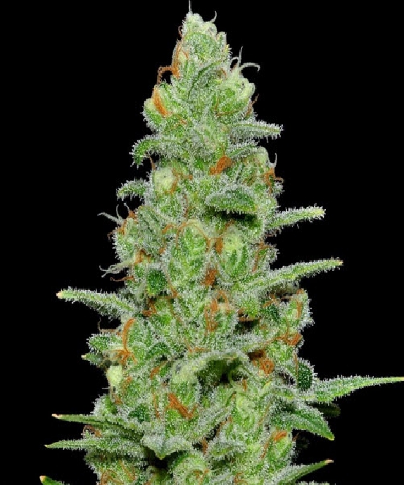 Crazy Miss Hyde Auto (Samsara Seeds) Cannabis Seeds