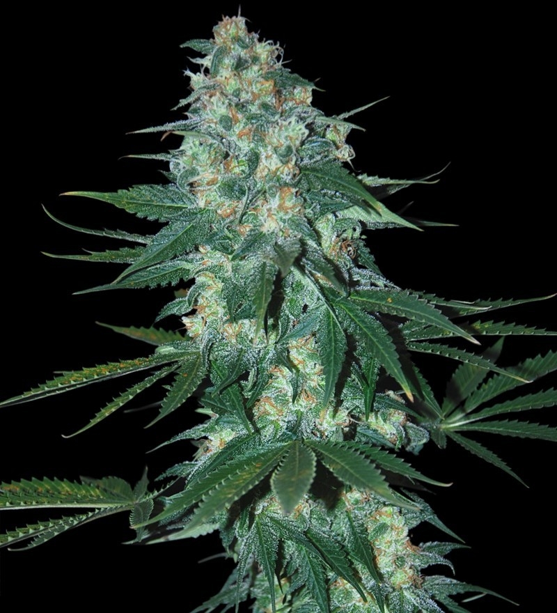 El Alquemista Auto Cannabis Seeds