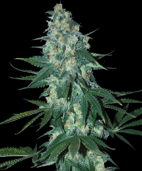 El Alquemista Cannabis Seeds