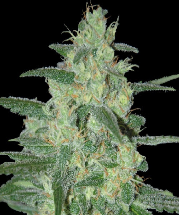 Holy Grail 69 Cannabis Seeds