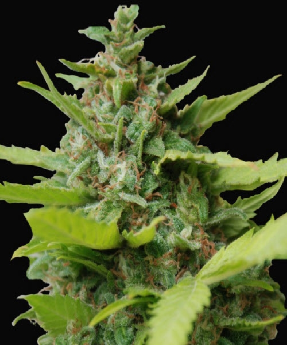 Kiss Dragon Cannabis Seeds