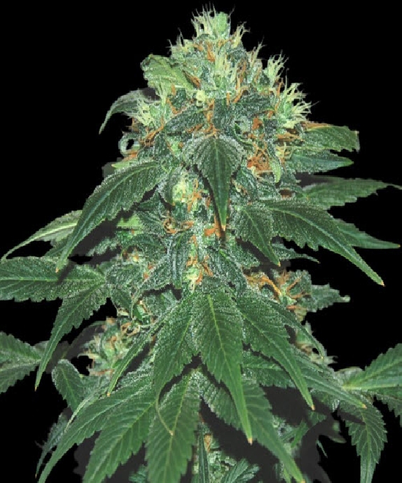 Punky Lion Cannabis Seeds