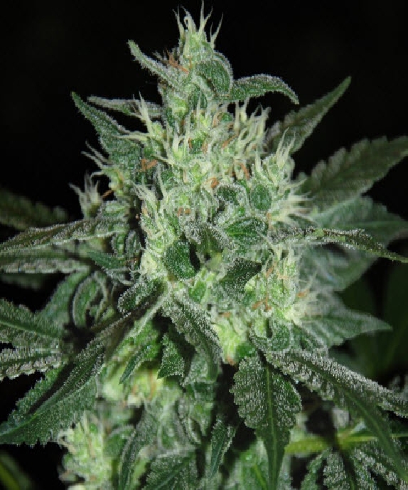 Spicy White Devil Cannabis Seeds