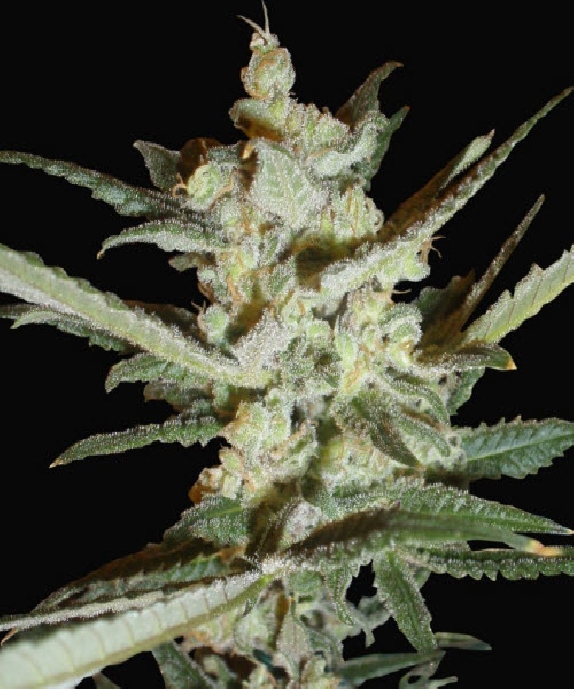 Supersonic Crystal Storm Cannabis Seeds