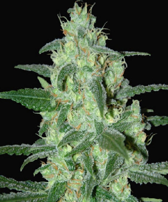 Thunder Bloody Mary Cannabis Seeds