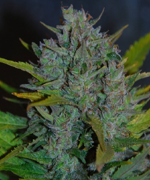 Ultraviolet Cannabis Seeds