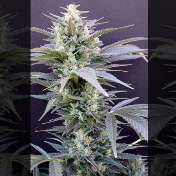 AK Cheese Cannabis Seeds