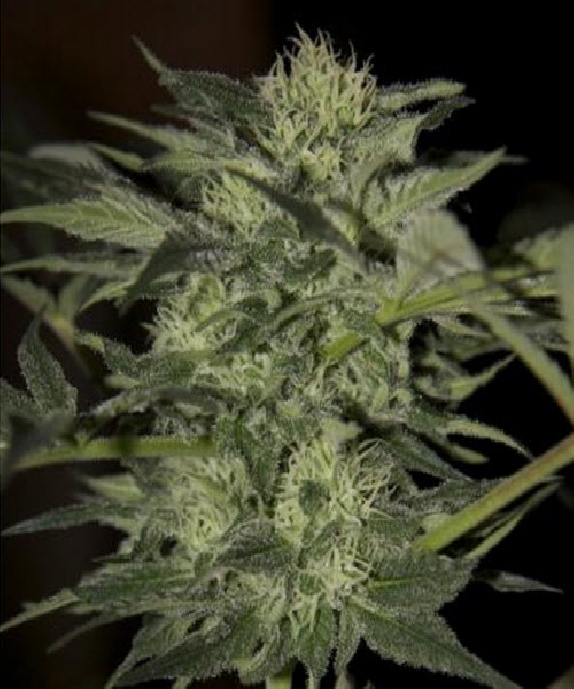 Auto Blue Cannabis Seeds