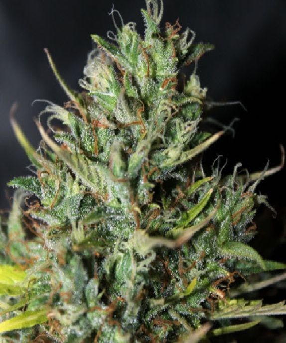 Auto Cheese Cannabis Seeds