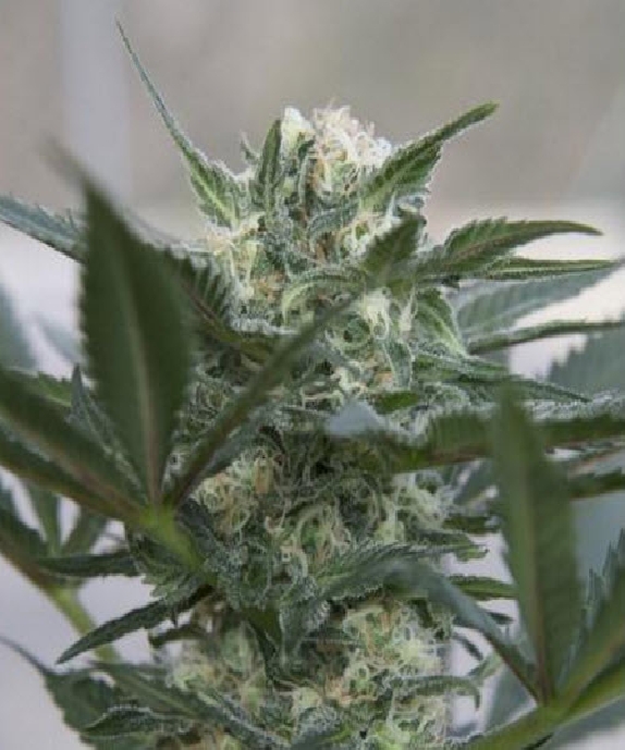 Auto Kush Cannabis Seeds