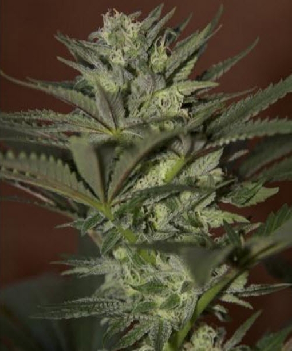 Auto Mini Gun Cannabis Seeds