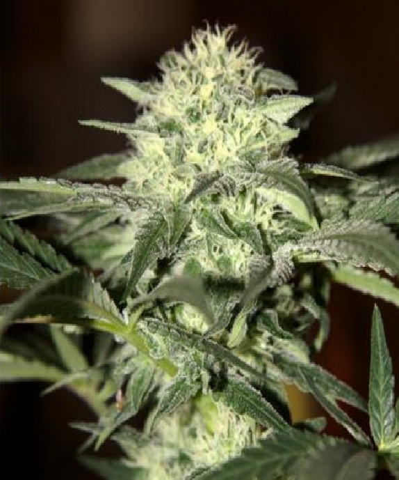 Auto Moscow Cannabis Seeds